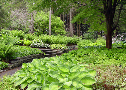 green foliage in the groundcover collection