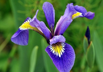 Purple flower
