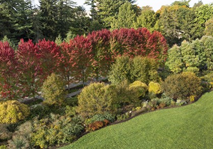 Trees with red leaves