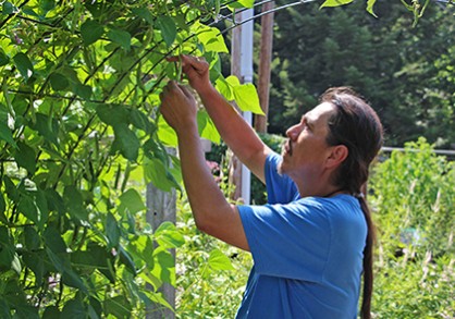 Steve Henhawk harvesting heritage beans