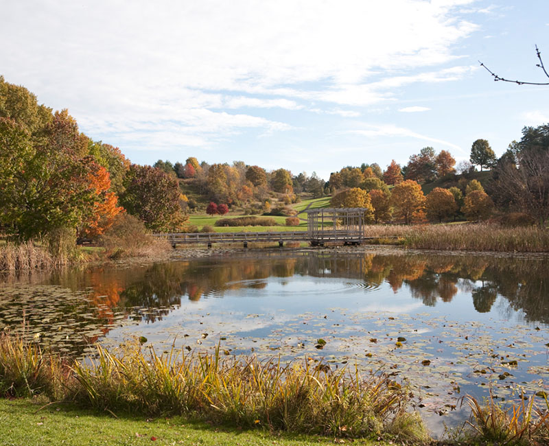 Pond surrounded by oaks
