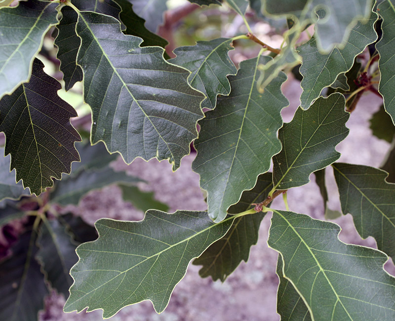 Dwarf Chestnut Oak