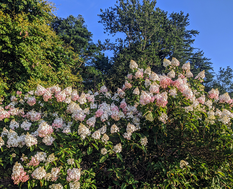 hydrangea plants