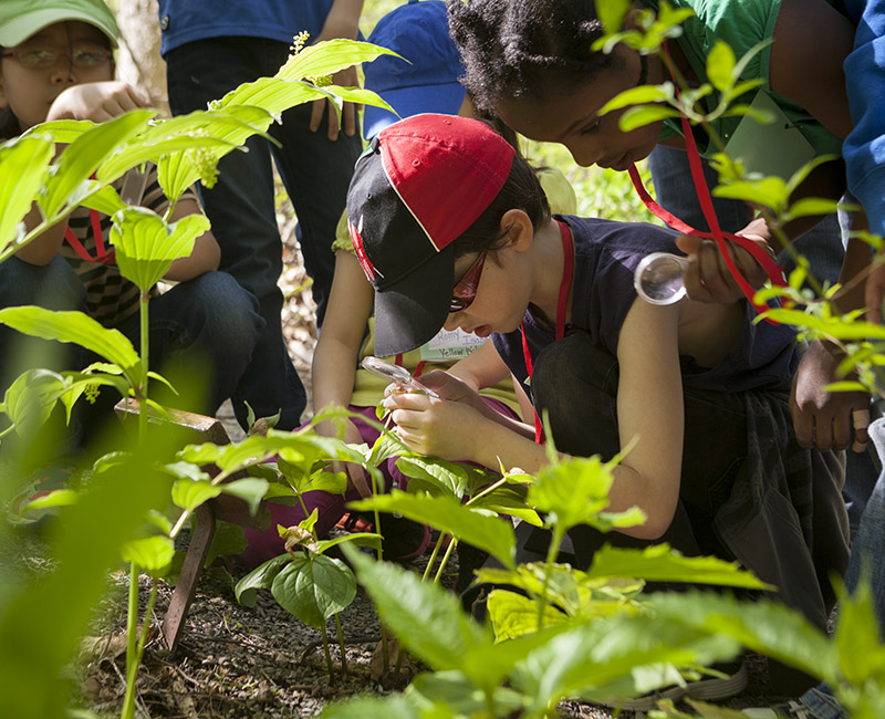 Kid exploring wildflower
