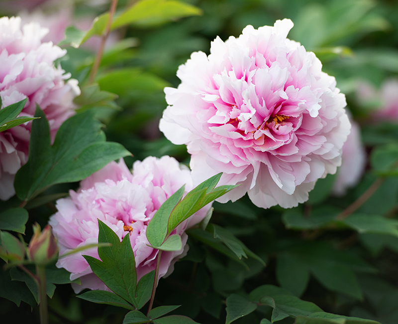 Pink peony