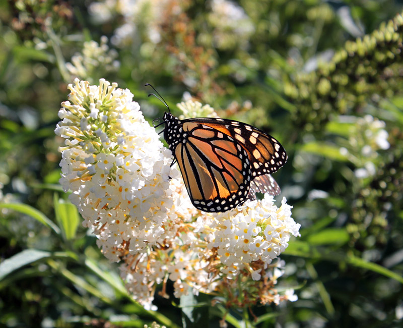 Butterfly resting on a white flower