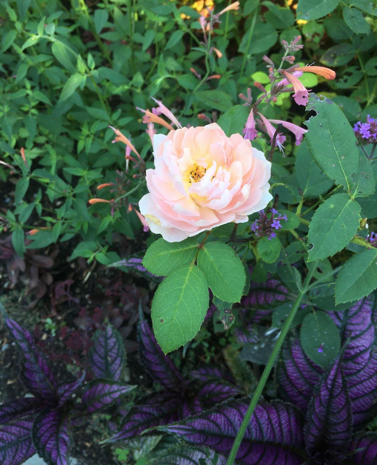 light pink rose on stem with green leaves