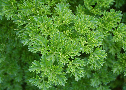 close up of leaf of curled italian parsley