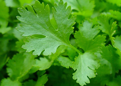 close up of leaf of italian parsley