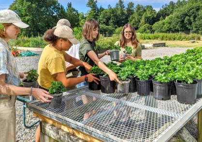 Students in Cornell Botanic Gardens’ Learning by Leading program moving plants they propagated from greenhouse to outdoors