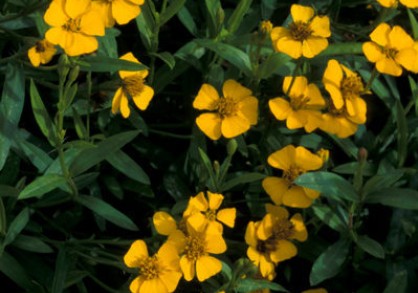 Sweet-Scented Marigold