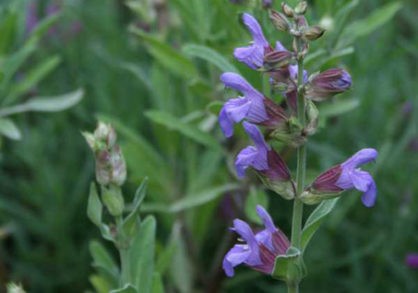 16152_M270-0222081js-418x293