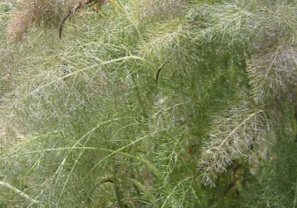 20491_D612-0105101-418x293