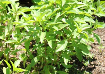 22048_a689-1174taa-418x293