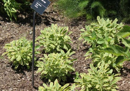 22056_M260-1182taa-418x293