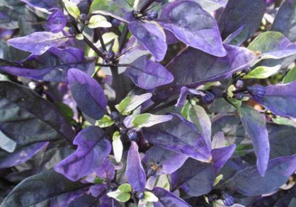 22182_D654-0725104gk-418x293