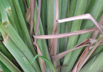 22540_A504-0915102gk-418x293