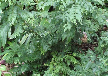 23229_D441-1220102gk-418x293