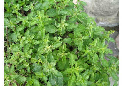Sweet Marjoram