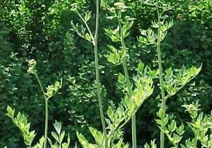 3138_K850-0901020-418x293