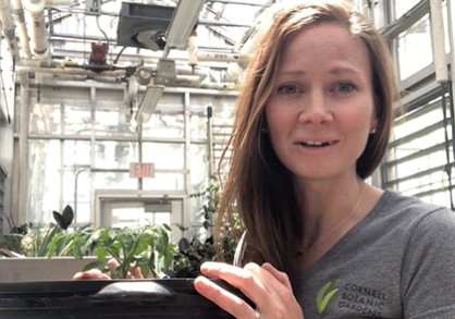 Bobbie Kuhlman, horticulturist, working with container vegetables at Cornell Botanic Gardens