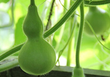 Bottle Gourd