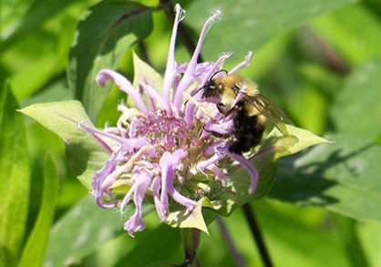Bumblebee Monardafistulosa