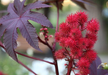 Castor Bean