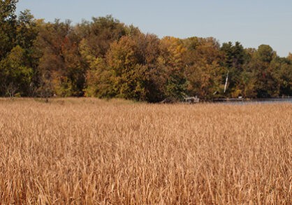 Cayuga Marsh