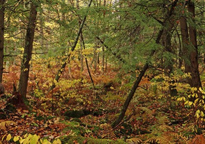 3up_cayuta_lake_mcdaniel4-418x293