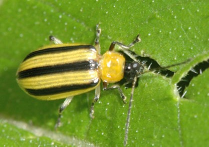 3up_cuc.beetle-418x293