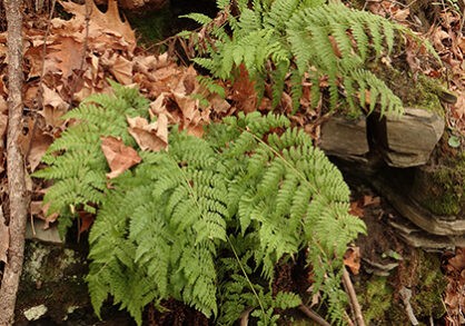 Natural Heritage of Frost Ravine