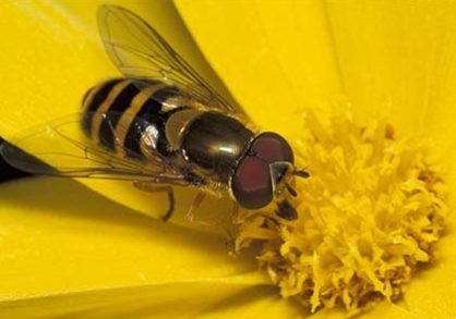 Hoverfly
