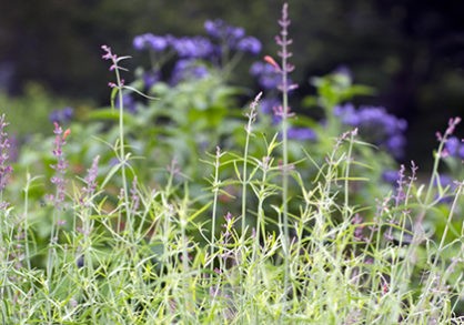 3up_hummingbird_mint