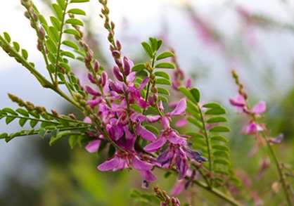 Indigofera tinctoria, also called true indigo