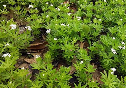 Invasive Plant Species