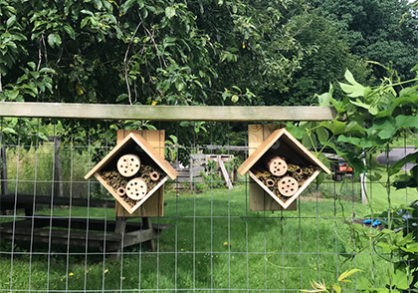 Plant for Pollinators