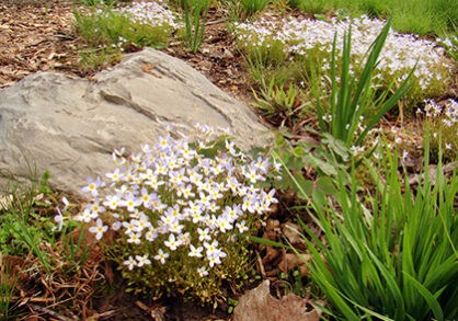 3up_native_lawn-418x293