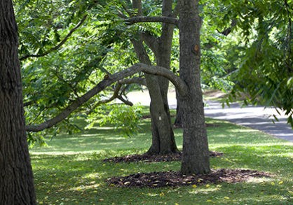 3up_nut_trees2-418x293