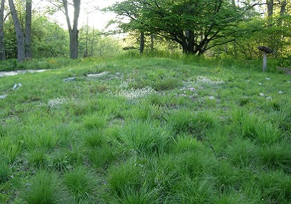 native lawn