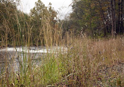Habitat Restoration in the Mundy Wildflower Garden