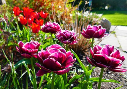 3up_tulip.header