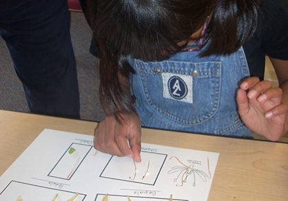 Wildflower Dissection