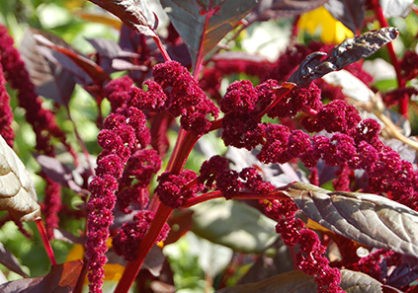 Amaranthus-cruentis-xpowellii-Hopi-Red-Dye-418x293