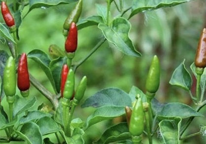African Bird’s-eye pepper