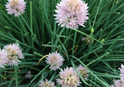 Allium-schoenoprasum-var.-sibericum-418x293.jpg
