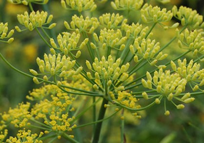Foeniculum-vulgare-399x293
