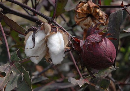Cotton