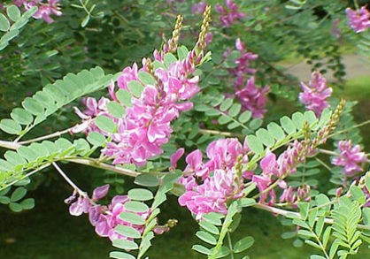 indigofera