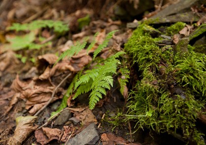 Nature in cascadilla gorge